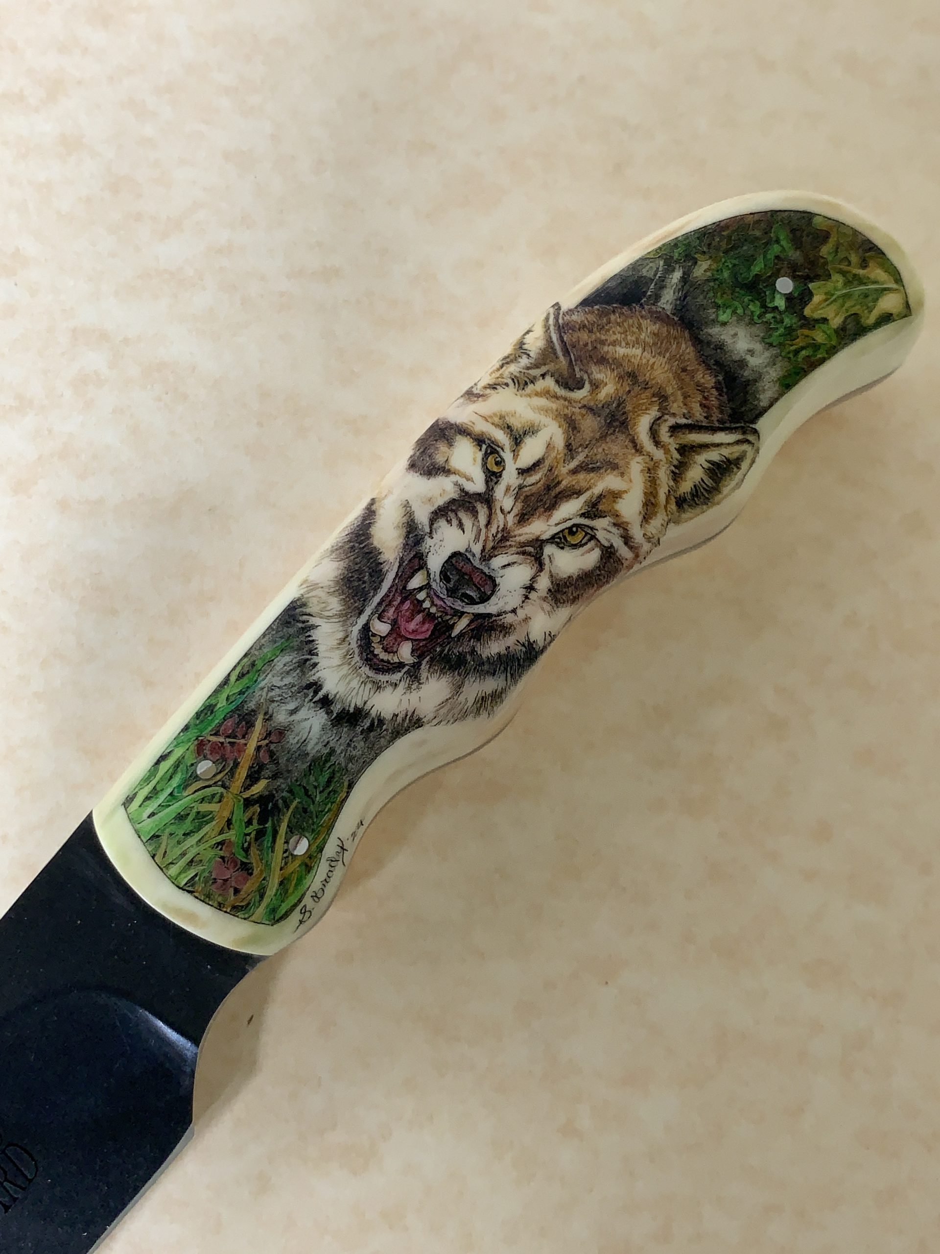 Vibrant color close up of mad wolf. Atttacking wolf